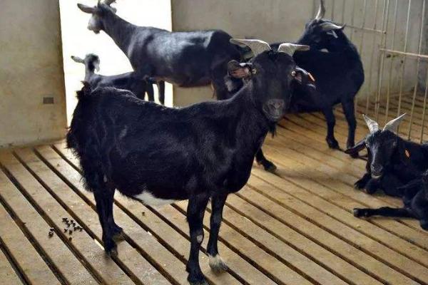 黑山羊羊苗市場價格多少錢一只 黑山羊有哪些品種