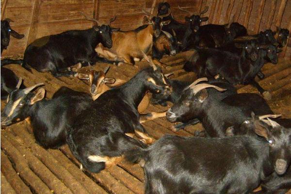 黑山羊羊苗市場價格多少錢一只 黑山羊有哪些品種