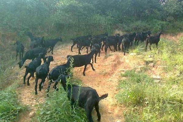 黑山羊羊苗市場價格多少錢一只 黑山羊有哪些品種