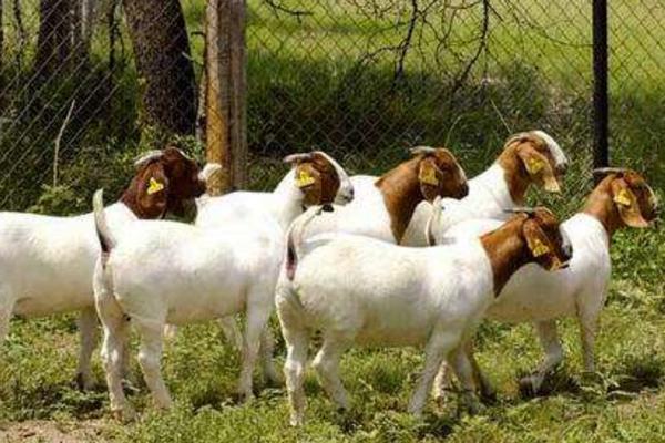 烏骨羊幼仔市場價格多少錢一只 烏骨羊的養殖前景