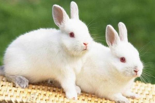 現(xiàn)在農(nóng)村養(yǎng)兔子賺錢嗎 農(nóng)村養(yǎng)兔子利潤怎么樣