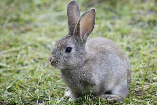 現在農村養兔子賺錢嗎 農村養兔子利潤怎么樣