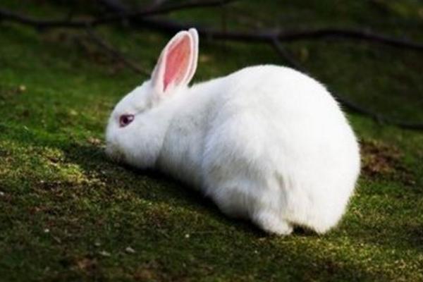 現在農村養兔子賺錢嗎 農村養兔子利潤怎么樣