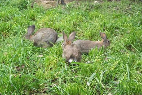 現在農村養兔子賺錢嗎 農村養兔子利潤怎么樣