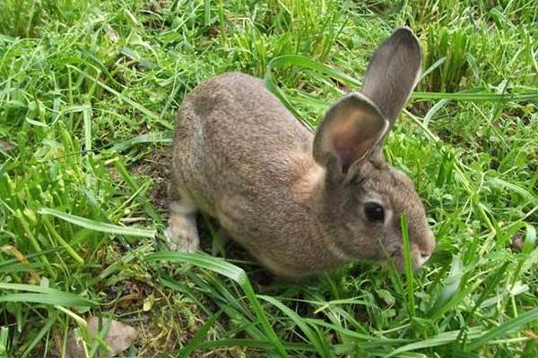 現在農村養兔子賺錢嗎 農村養兔子利潤怎么樣