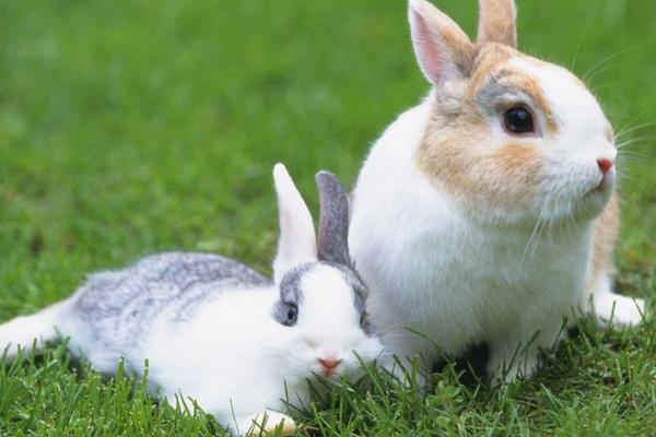 現在農村養兔子賺錢嗎 農村養兔子利潤怎么樣
