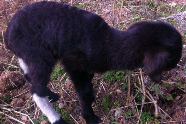 烏骨羊幼仔市場價格多少錢一只 烏骨羊的養殖前景