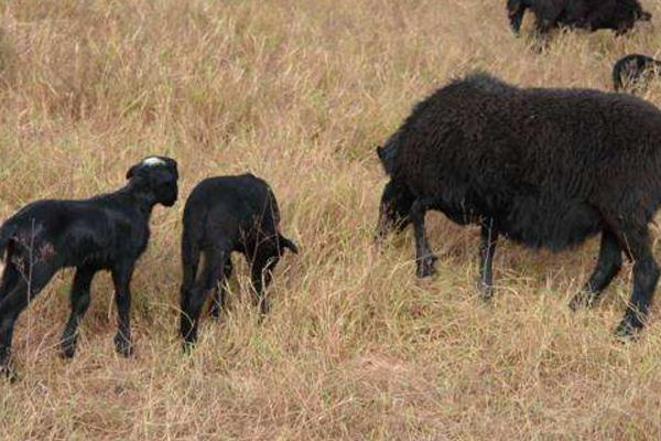 烏骨羊幼仔市場價格多少錢一只 烏骨羊的養殖前景