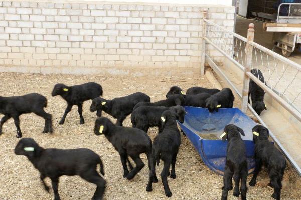 烏骨羊幼仔市場價格多少錢一只 烏骨羊的養殖前景