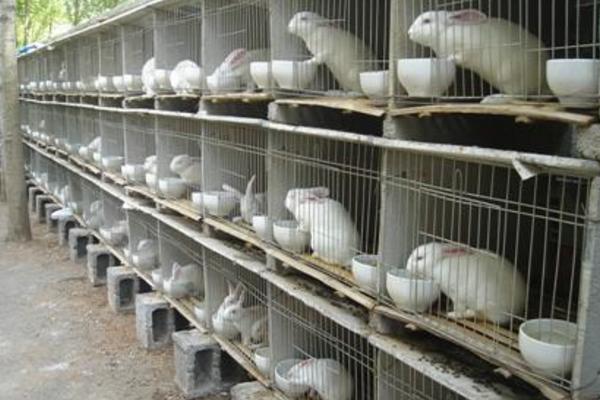 兔舍的建造方法 養兔設備有哪些
