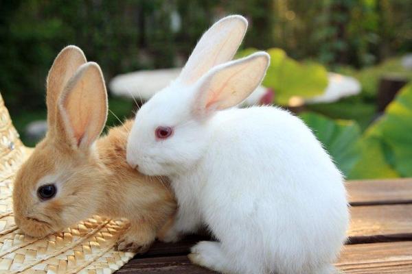 養(yǎng)兔子賺錢嗎 養(yǎng)殖100只兔子利潤多少