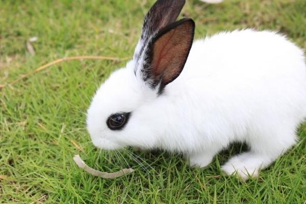 養(yǎng)兔子為什么不吉利 為什么養(yǎng)兔沒有發(fā)財?shù)? /></a>
                    </dt>
                    <dd class=