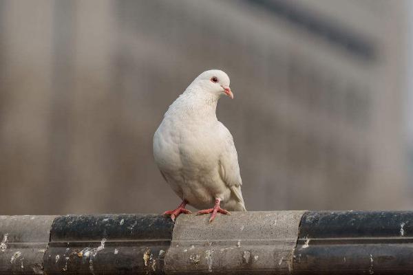 觀賞鴿市場價格多少錢一對 觀賞鴿品種有哪些