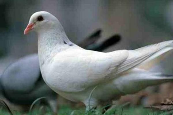 乳鴿養(yǎng)殖技術(shù) 乳鴿吃什么飼料