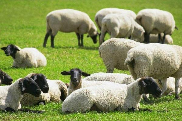 一只羊一般多少斤 一只羊大概可以賣多少錢