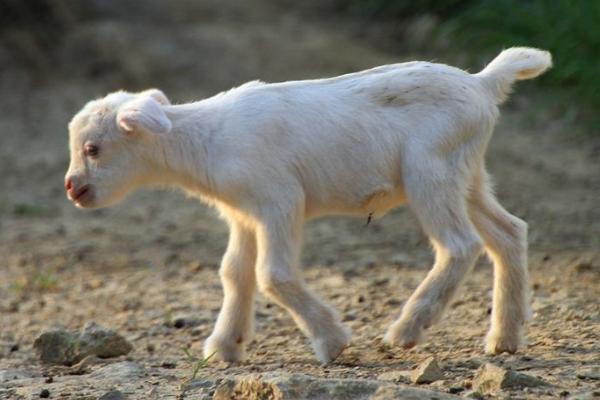 小羊羔市場價格多少錢一只 如何才能讓母羊多產羊羔