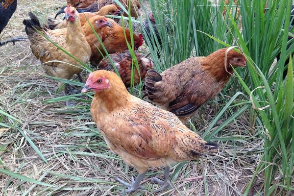 柴雞功效與作用及禁忌 柴雞營養價值