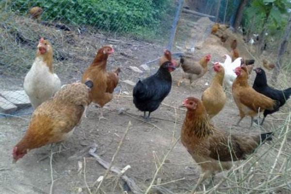 柴雞和土雞的區(qū)別是什么 柴雞的特點(diǎn) 土雞的特點(diǎn)