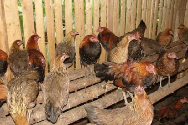 茶花雞市場價格多少錢一斤 茶花雞營養(yǎng)價值