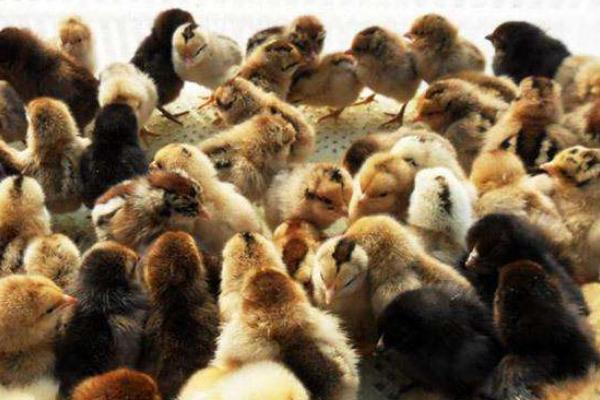 柴雞苗市場價格多少錢一只 柴雞苗是什么