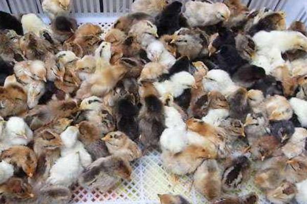 柴雞苗市場價格多少錢一只 柴雞苗是什么