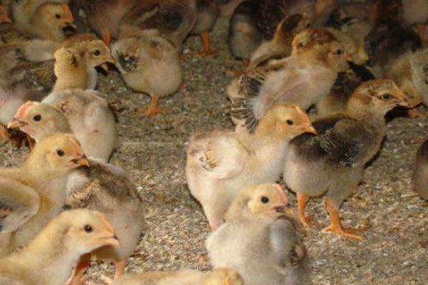 柴雞苗市場價格多少錢一只 柴雞苗是什么