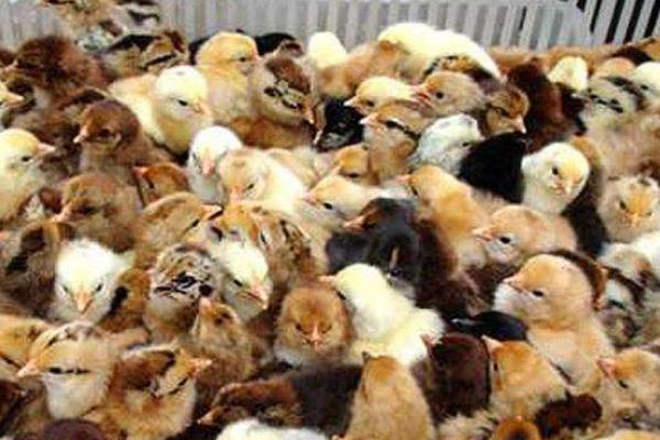 柴雞苗市場價格多少錢一只 柴雞苗是什么