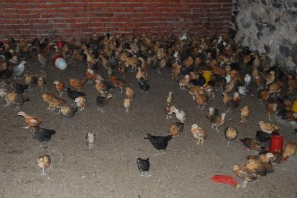 柴雞苗市場價格多少錢一只 柴雞苗是什么