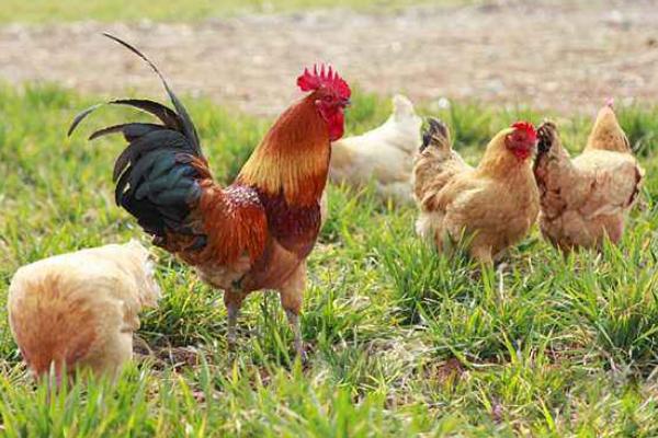 柴雞市場價格多少錢一斤 柴雞和哪些食物不能搭配食用