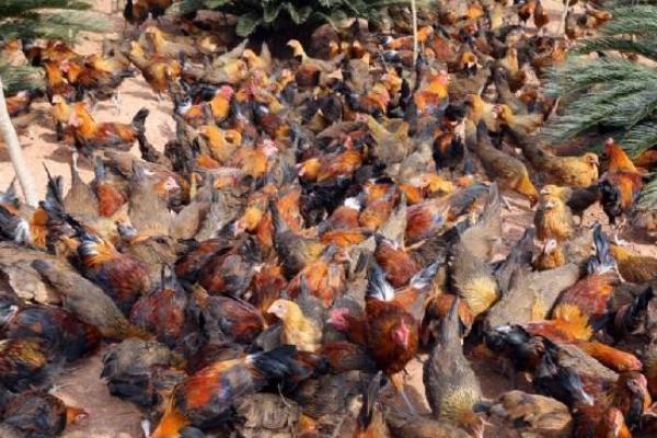 茶花雞市場價格多少錢一斤 茶花雞營養價值