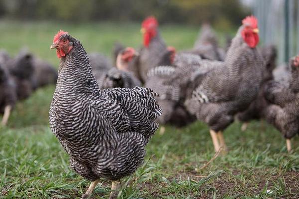 蘆花雞和土雞的區別是什么 蘆花雞和土雞哪個好吃