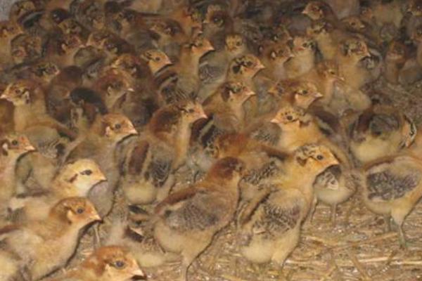 麻雞苗市場價格多少錢一只 麻雞養殖的育雛工作