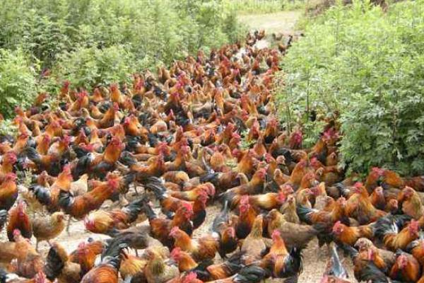 茶花雞市場價格多少錢一斤 茶花雞營養價值