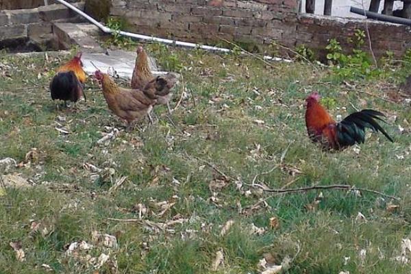 茶花雞市場價格多少錢一斤 茶花雞營養價值