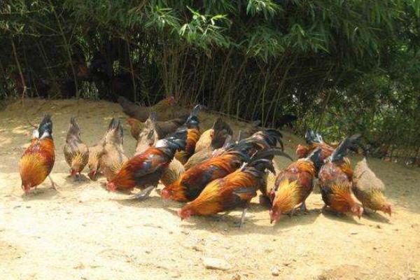 茶花雞市場價格多少錢一斤 茶花雞營養價值