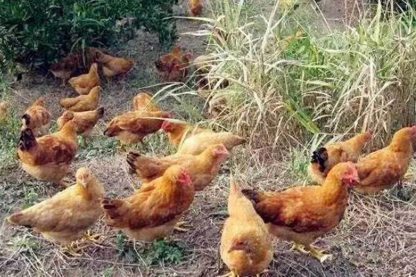 茶花雞圖片大全 茶花雞是什么雞 茶花雞簡介