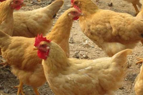 三黃雞的做法大全 三黃雞怎么做簡(jiǎn)單又好吃