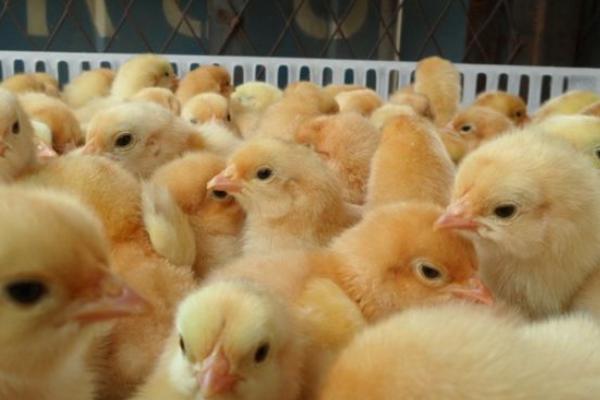 三黃雞苗市場價格多少錢一只 三黃雞苗是什么
