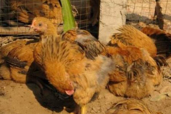 麻雞市場價格多少錢一斤 麻雞的營養價值