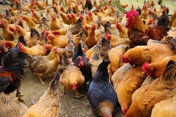 麻雞市場價格多少錢一斤 麻雞的營養價值