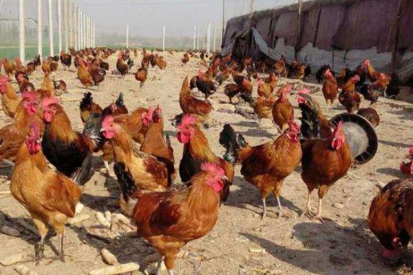 麻雞市場價格多少錢一斤 麻雞的營養價值