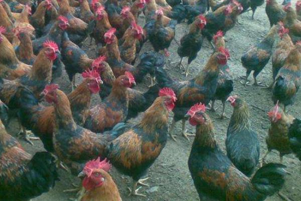 麻雞市場價格多少錢一斤 麻雞的營養價值