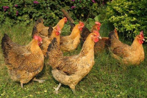 麻雞市場價格多少錢一斤 麻雞的營養價值