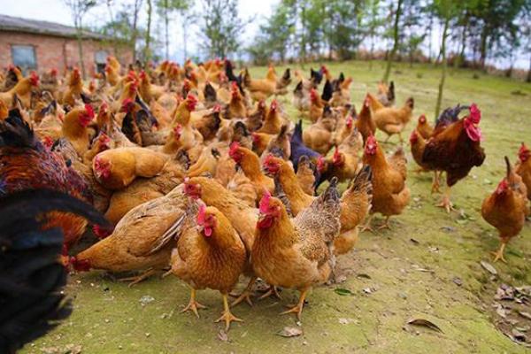 麻雞市場價格多少錢一斤 麻雞的營養價值