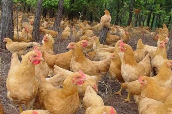三黃雞市場價格多少錢一斤 三黃雞為什么那么便宜