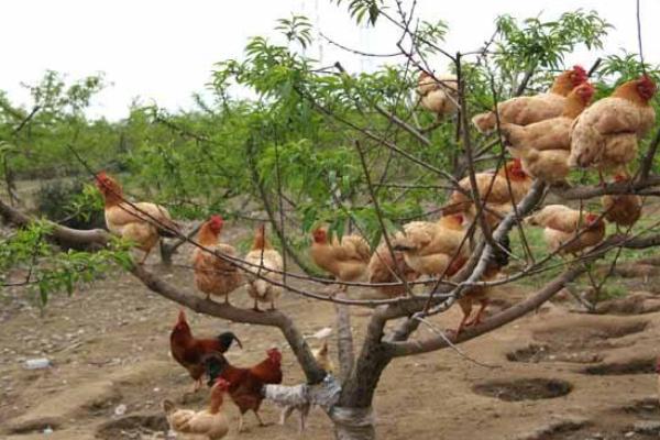 三黃雞圖片大全 什么是三黃雞 三黃雞簡介