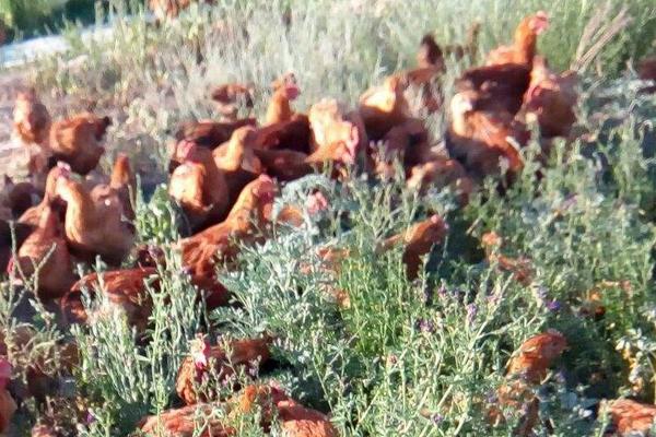 三黃雞圖片大全 什么是三黃雞 三黃雞簡介