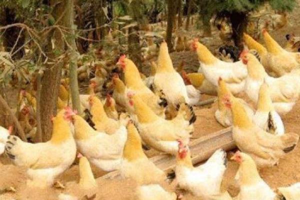 三黃雞圖片大全 什么是三黃雞 三黃雞簡介