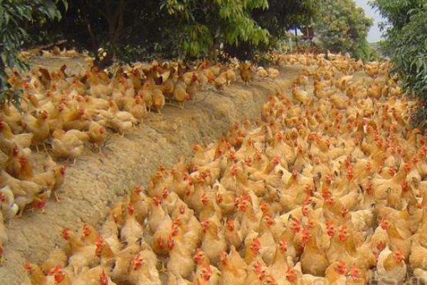 三黃雞圖片大全 什么是三黃雞 三黃雞簡介