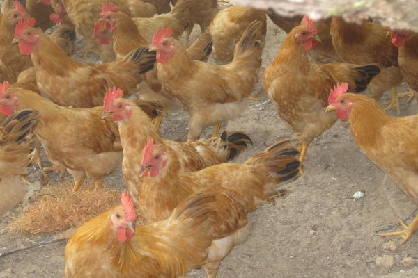 三黃雞圖片大全 什么是三黃雞 三黃雞簡介